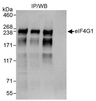 Rabbit anti-eIF4G1/eIF4GI Antibody