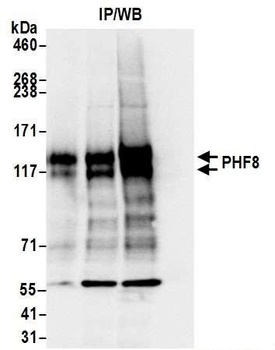 PHF8 Antibody