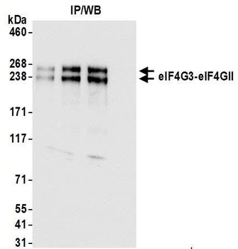 Rabbit anti-eIF4G3/eIF4GII Antibody