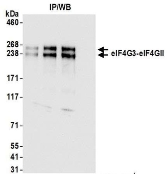 eIF4G3/eIF4GII Antibody