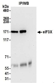eIF3X Antibody