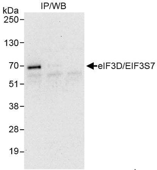 Rabbit anti-eIF3D/EIF3S7 Antibody