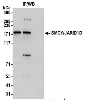 Rabbit anti-JARID1D/SMCY Antibody