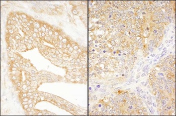 Rabbit anti-eIF3J/EIF3S1 Antibody