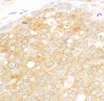 Rabbit anti-eIF2beta/EIF2S2 Antibody
