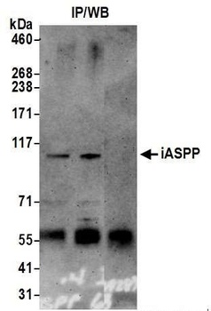 iASPP Antibody