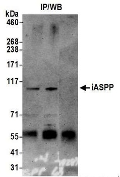 Rabbit anti-iASPP Antibody