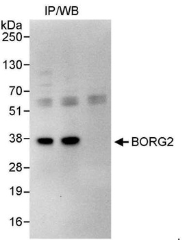 Rabbit anti-BORG2 Antibody