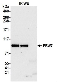 FBW7 Antibody