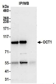 Rabbit anti-OCT1 Antibody