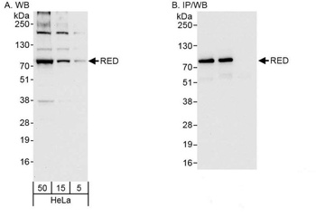 Rabbit anti-RED Antibody