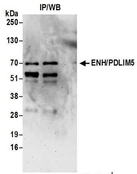 ENH/PDLIM5 Antibody