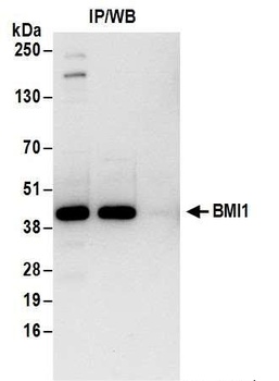 Rabbit anti-BMI1 Antibody