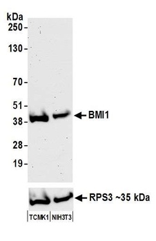 Rabbit anti-BMI1 Antibody