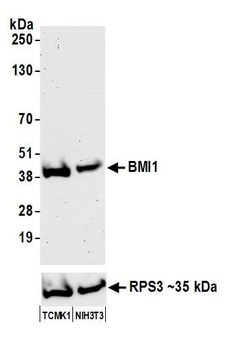 BMI1 Antibody