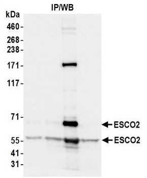 ESCO2 Antibody