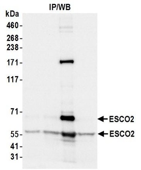 Rabbit anti-ESCO2 Antibody