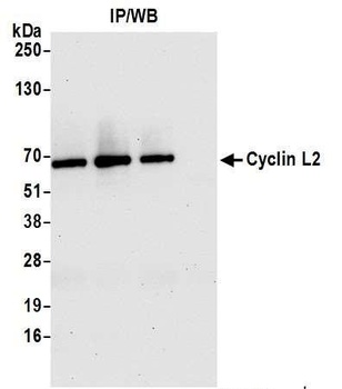 Rabbit anti-Cyclin L2 Antibody