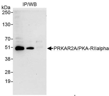 Rabbit anti-PRKAR2A/PKA-RIIalpha Antibody
