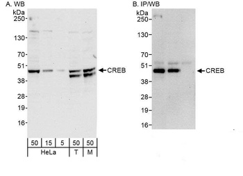 Rabbit CREB Antibody