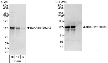 Rabbit BCAR1/p130CAS Antibody