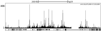 Rabbit anti-PCAF Antibody