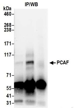PCAF Antibody