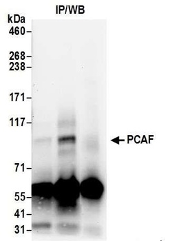 Rabbit anti-PCAF Antibody