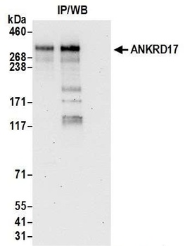 Rabbit anti-ANKRD17 Antibody