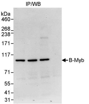 Rabbit B-Myb Antibody