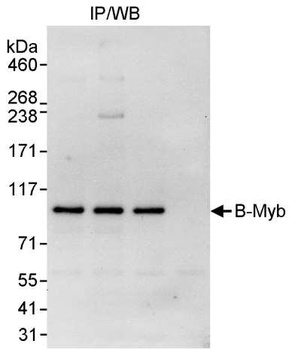 Rabbit B-Myb Antibody