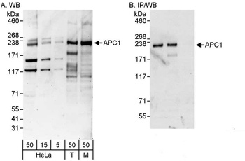 Rabbit APC1 Antibody