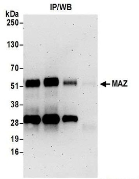 MAZ/SAF-1 Antibody