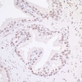 Rabbit anti-MAZ/SAF-1 Antibody