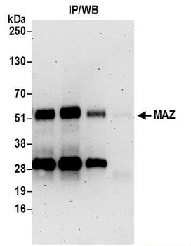 Rabbit anti-MAZ/SAF-1 Antibody