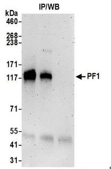 PF1 Antibody