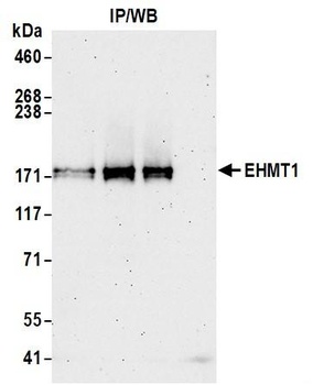 Rabbit anti-EHMT1 Antibody