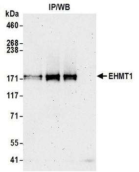 EHMT1 Antibody