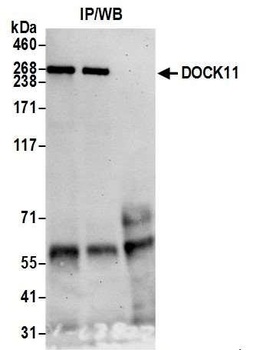 Rabbit anti-DOCK11 Antibody