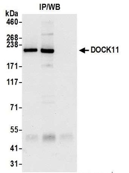 Rabbit anti-DOCK11 Antibody