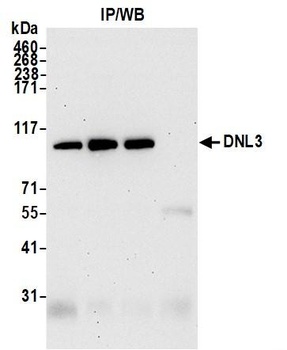 Rabbit anti-DNL3 Antibody