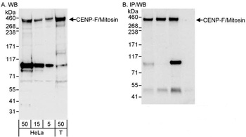 Rabbit anti-CENP-F/Mitosin Antibody