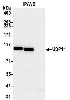 Rabbit anti-USP11 Antibody