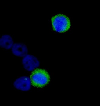 Rabbit anti-CENP-F/Mitosin Antibody