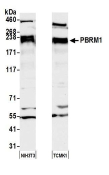 PBRM1 Antibody