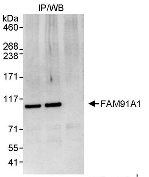Rabbit FAM91A1 Antibody