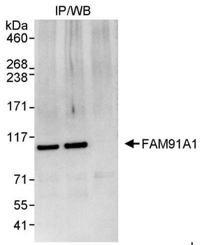 Rabbit FAM91A1 Antibody