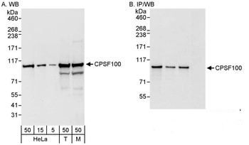 Rabbit anti-CPSF100 Antibody