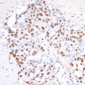 Rabbit anti-CPSF160 Antibody