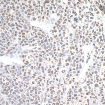 Rabbit anti-CPSF160 Antibody
